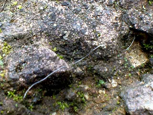 Rontokan rambut karnivor di atas batu datar tempat berjemur