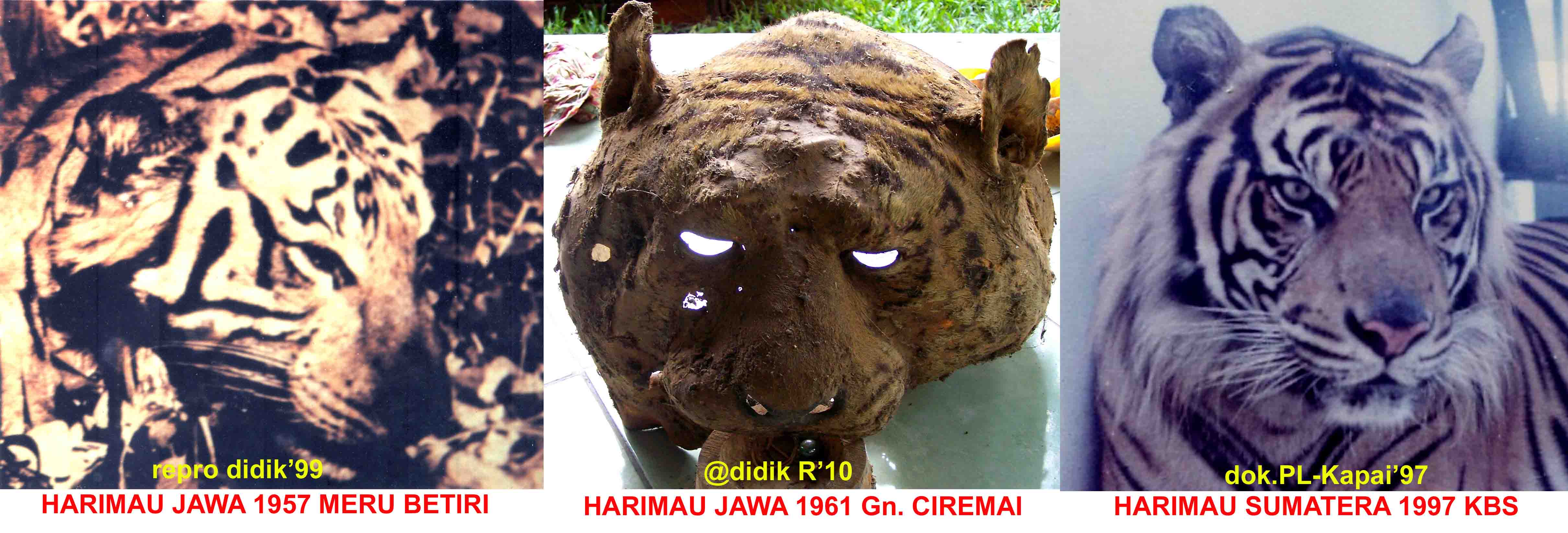 Harimau Jawa Javan Tiger Centers Blog